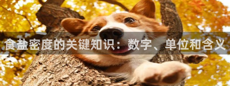 78mapp威九国际媒体央视