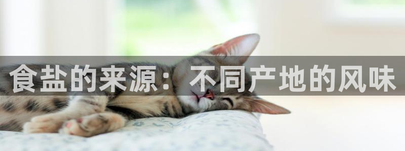 保定威九网络科技有限公司怎么样