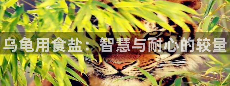 威九国际下载官网app